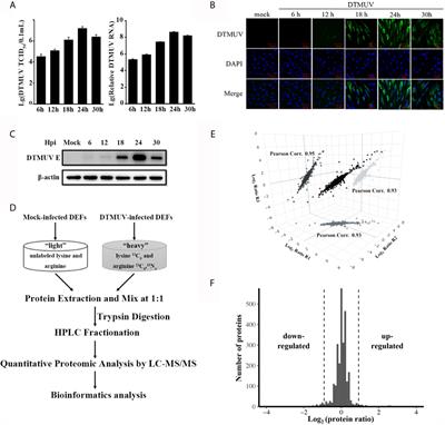 Duck Tembusu Virus Infection Promotes the Expression of Duck Interferon-Induced Protein 35 to Counteract RIG-I Antiviral Signaling in Duck Embryo Fibroblasts